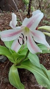 Crinum latifolium flower3.jpg